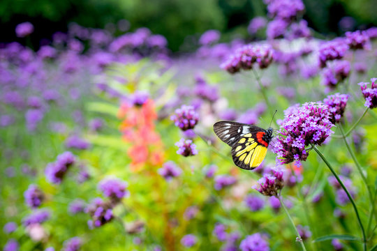 Butterfly On Verbena Floer In The Garden