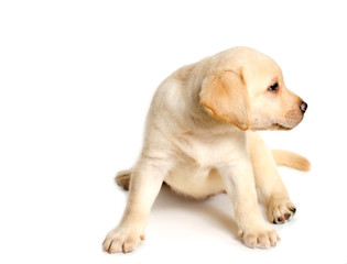 Cute labrador puppy isolated on white background