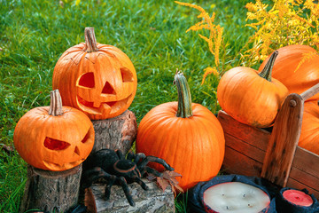 Halloween.  Jack-o-Lantern. Scary pumpkin with a smile near candles and spider in green forest, outdoor. Decoration.