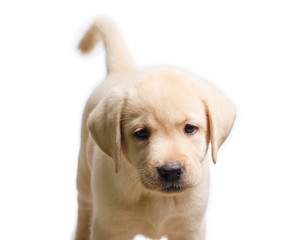 Cute labrador puppy isolated on white background