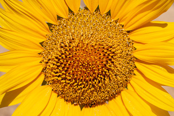 Obraz premium girasol