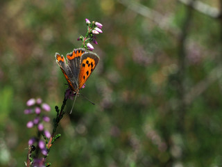 Kleiner Feuerfalter an Heidekrautbl&uuml;ten