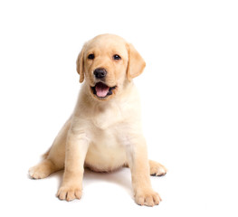 Cute labrador puppy isolated on white background