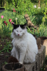 Relaxing cat in the blossom garden 