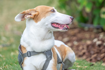 Seitliches Portrait Hund mit Geschirr