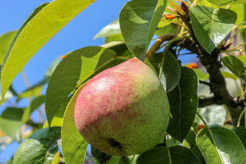 Juicy pear on a tree branch against the blue sky.