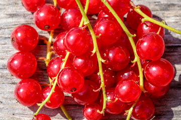 Red Currant Berries Close Up. Macro.