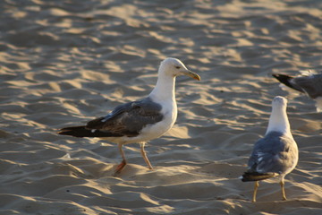Gaviota en Cádiz