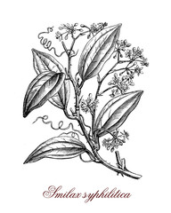 Smilax climbing flowering plant of tropical regions with hooked thorns and heart shaped leaves. Edible, used in traditional medicine and from the roots for the sarsaparilla drink