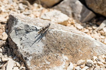 Grasshopper on a rock
