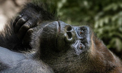 Gorilla thinking and resting