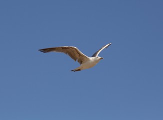 Gaviota en Cádiz