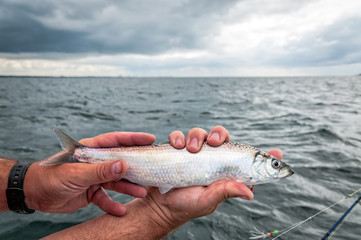 Summer sea fishing for herring