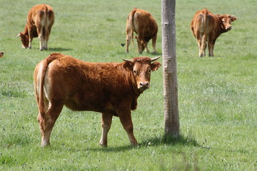 Vaca pastando en el campo