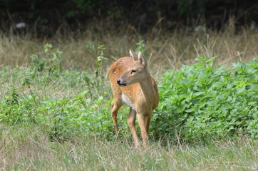 hypropote de chine (Hydropotes inermis)