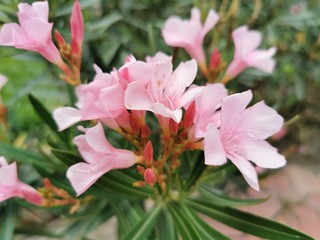 red flower in the garden