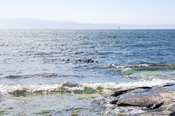Fototapeta na wymiar Common eider's flock with babies and view of Gulf of Finland and rocky shore, Suvisaaristo area, Espoo, Finland