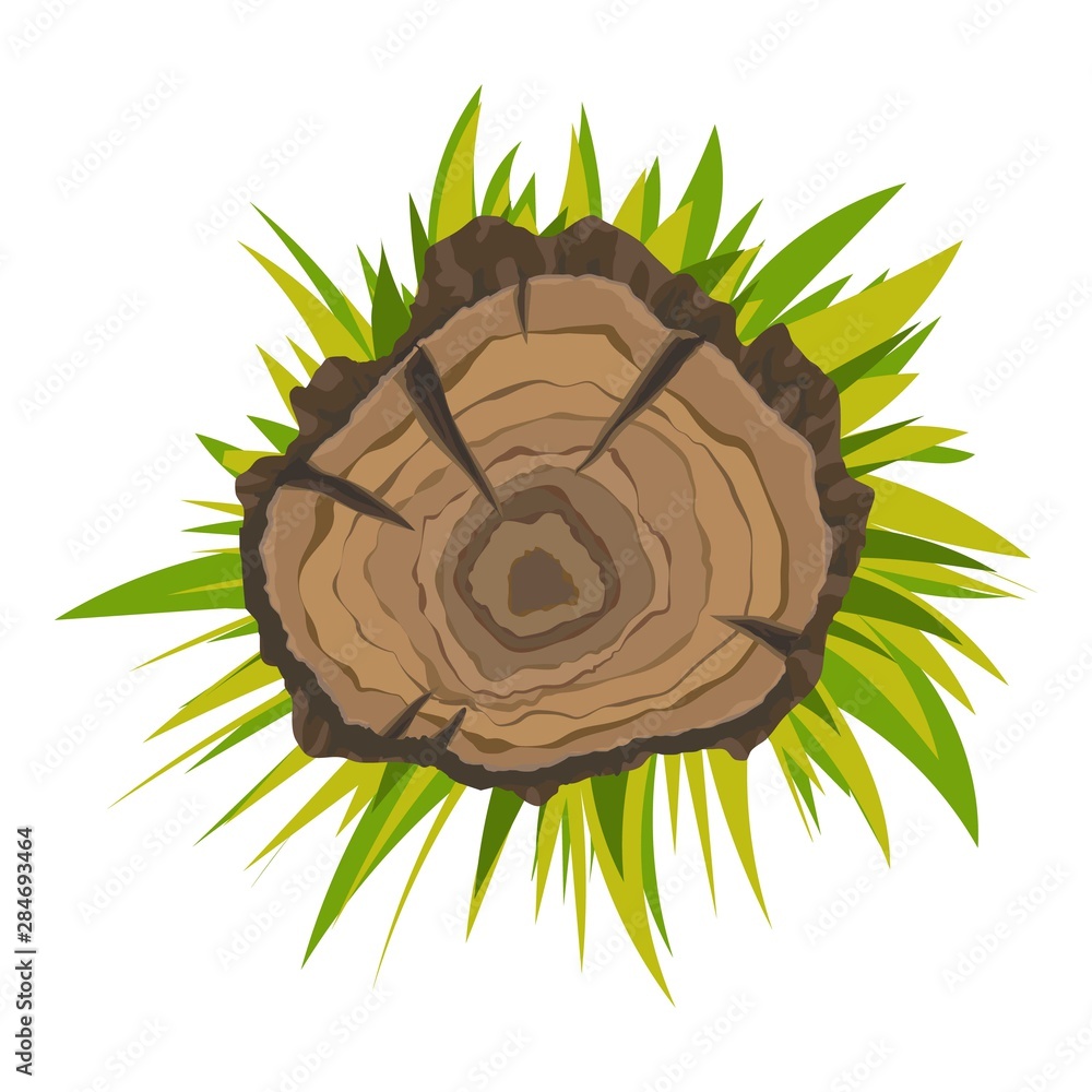 Poster top view tree stump icon. cartoon of top view tree stump vector icon for web design isolated on whit