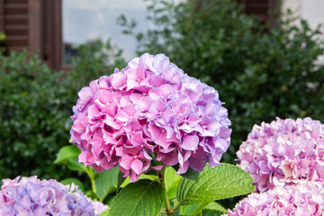 Blooming pink hortensia (Hydrangea) in the garden, Croatia