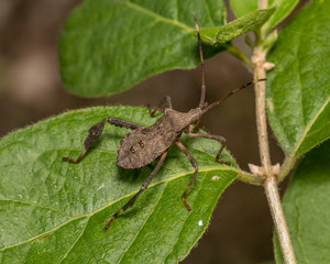 closeup of Leaf-footed bug, Acanthocephala terminalis, on plant leaf