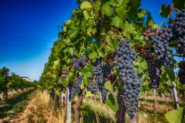 blue merlot grapes in green vineyard.ready to be picked and tasted