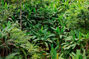 Banana tree in tropical rain forest