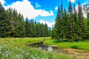 View of a small river in coniferous forest at summer