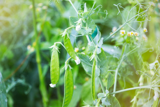fresh bright green pea pods. Pea cultivation in the open air and a blurred background.