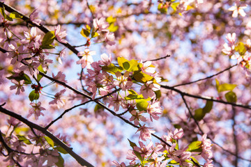 Cherry tree blossom, Kirsikkapuisto (Cherry Tree Park) in Roihuvuori, Helsinki, Finland