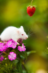 White mouse sitting on a purple flower