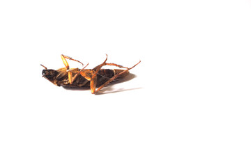 cockroach isolated on white background