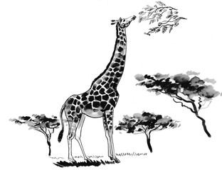 Giraffe in the savanna. Ink and watercolor illustration
