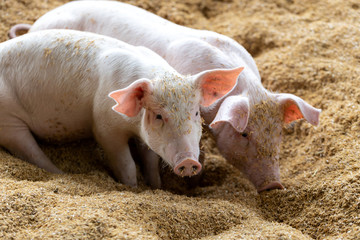 Cute pigs in organic rural farm agricultural. Livestock industry