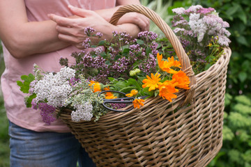 Basket of medicinal herbs in hand
