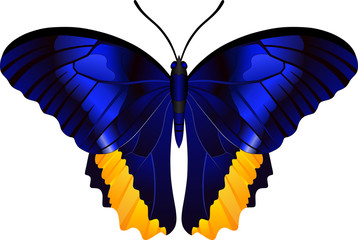 Genus Caligo butterfly