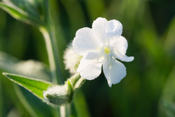 Silene latifolia, white campion flower macro