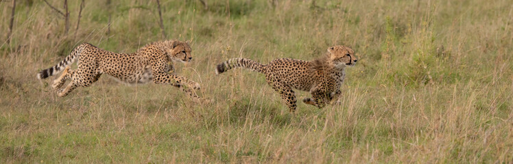 running cheetahs in the Masai Mara