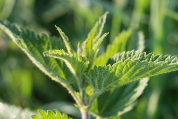nettle leaves macro