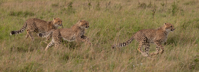 cheetah running with cubs in the Masai mara