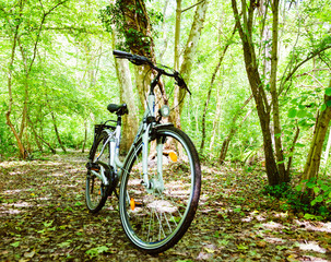 Fototapeta na wymiar Defocused view of new aluminum city bike parked near platanus tree in forest