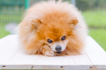 dog red-haired german pomeranian spitz nibbles delicacy. training and promotion of the animal. poster, cover. hygiene and brushing. best loyal friend.