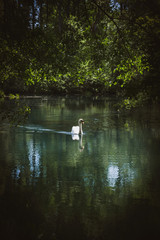 Naklejka na ściany i meble Vertical image of beautiful elegant swan on the calm river lake seen through bushes of green forest in France