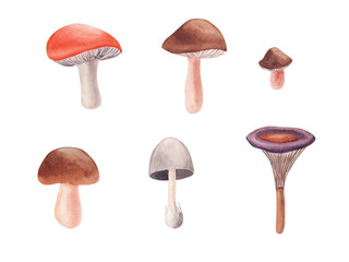 Hand drawn Watercolor mushrooms set isolated on white background.