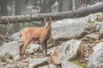 Young chamois in a forest glade.