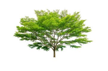 a big tree beautiful green leaves and branch isolated on white background cut out with clipping path.