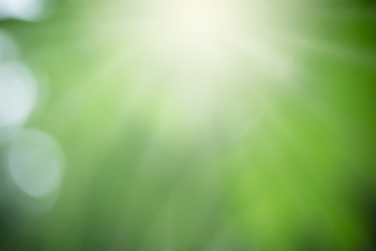 Blurred out focus of green nature leaf under sunlight. Use for wallaper or background.
