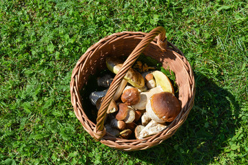 Wicker basket with fresh porcini mushrooms (Boletus edulis) in the grass. Trentino region, Italy