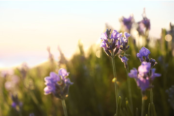 Fototapeta na wymiar Beautiful lavender flowers in field on sunny day