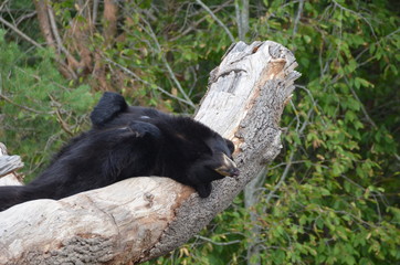 Ours noir (Ursus americanus)