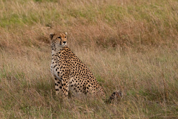 cheetah sitting up in the Masai Mara Savannah
